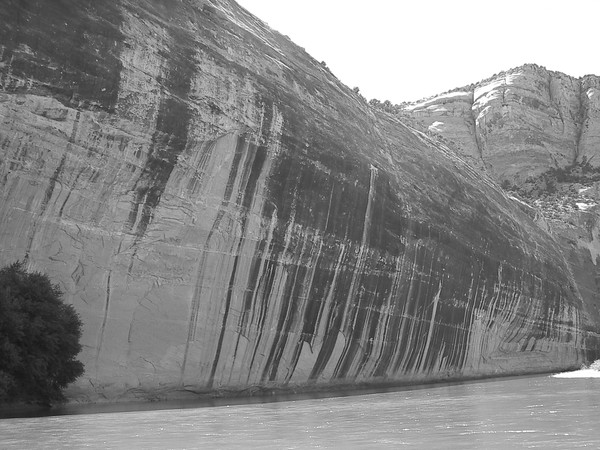 Tiger Wall
