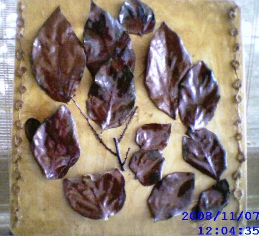 Folhas de Diospiros