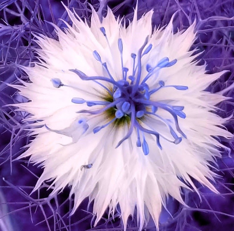 Corn Flower Close Up