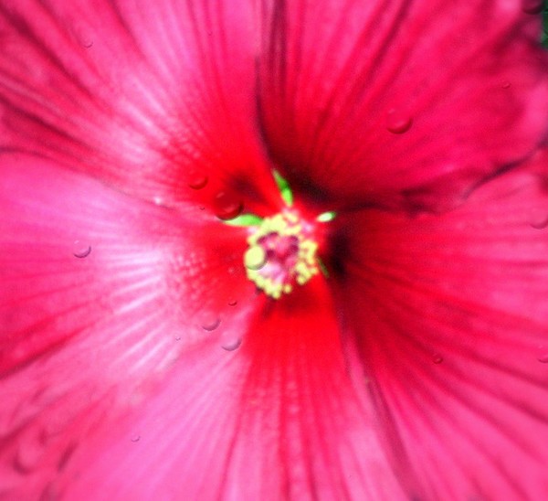 Close Up Flower