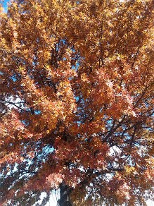 Autumn Bloom