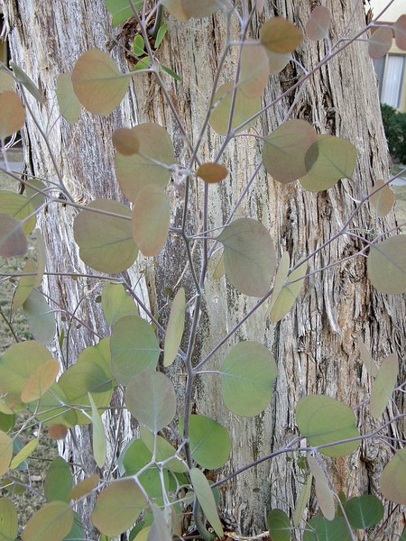 Leafs And Bark