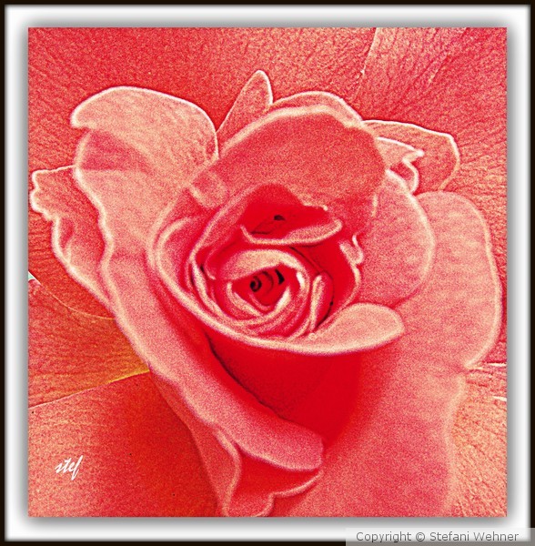 a rose to say THANK YOU