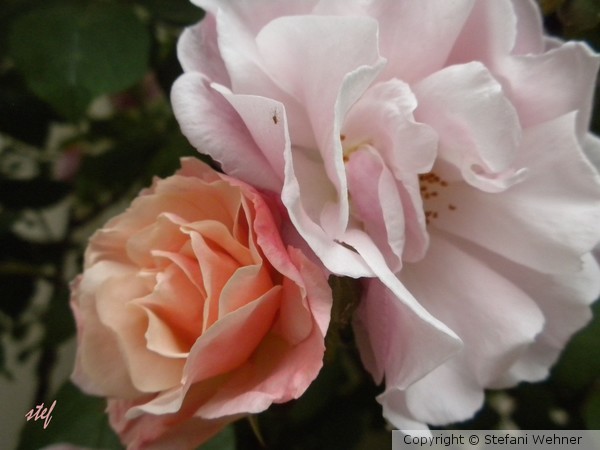 shade of pink