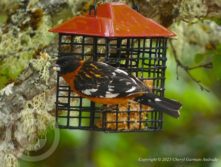 Black Headed Grosbeak 