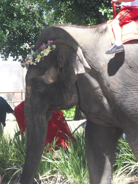 Clowns,Elephant and Giraffe