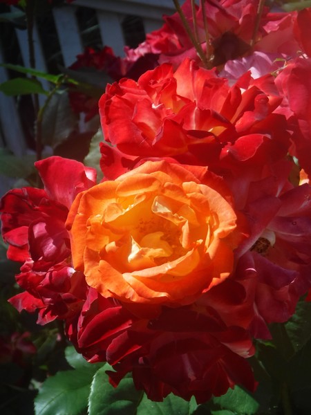 Fire Roses