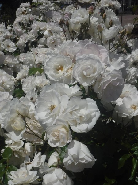 Prolofic White