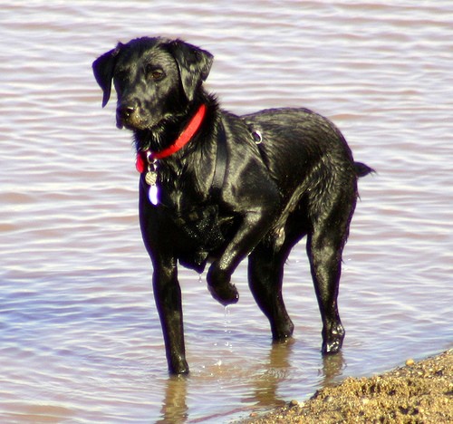 Bailey 3