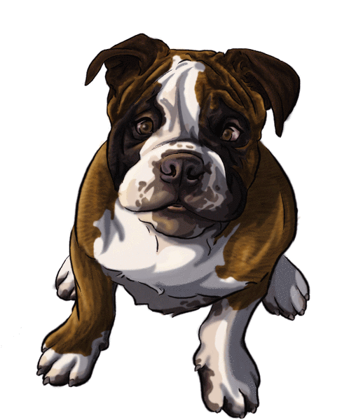 Bulldogge