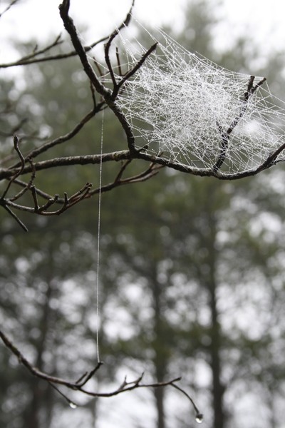 Dew catcher.