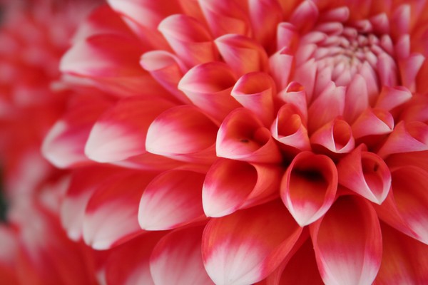 Dahlia in Coral and White