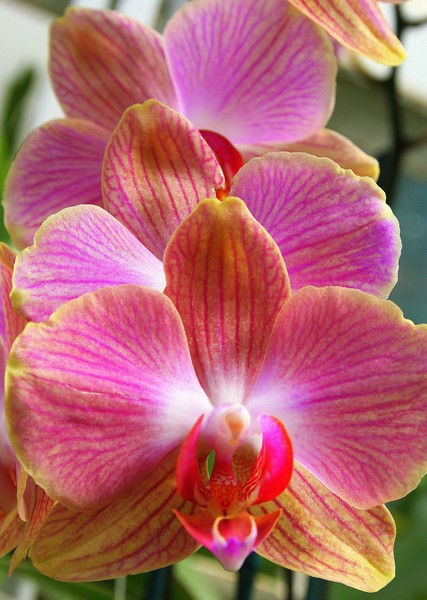 Pink Orchids All in a Row