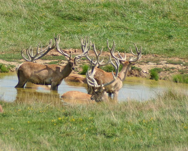 Bactrian Deer at the Water Hole