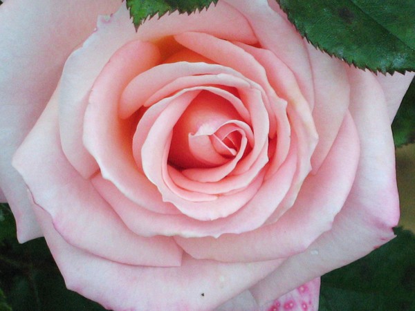 Pink Rose