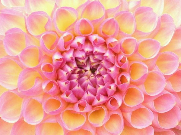 Pink Dahlia