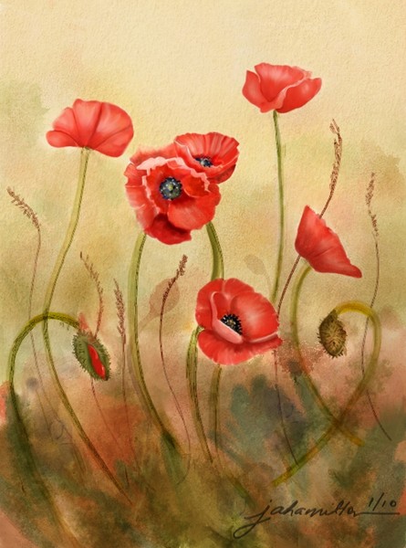 Red Poppies On Cream