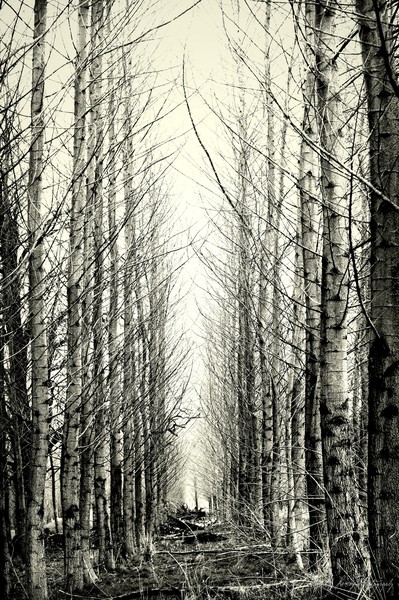 Woods