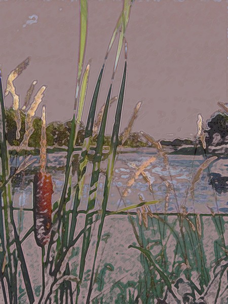 Cattails