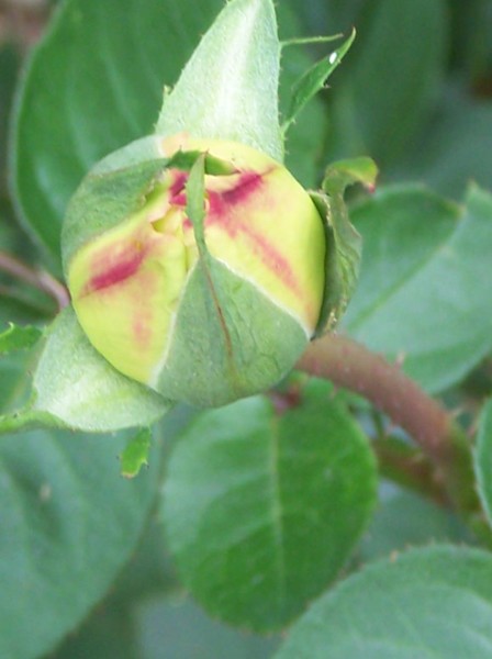 Rose Bud