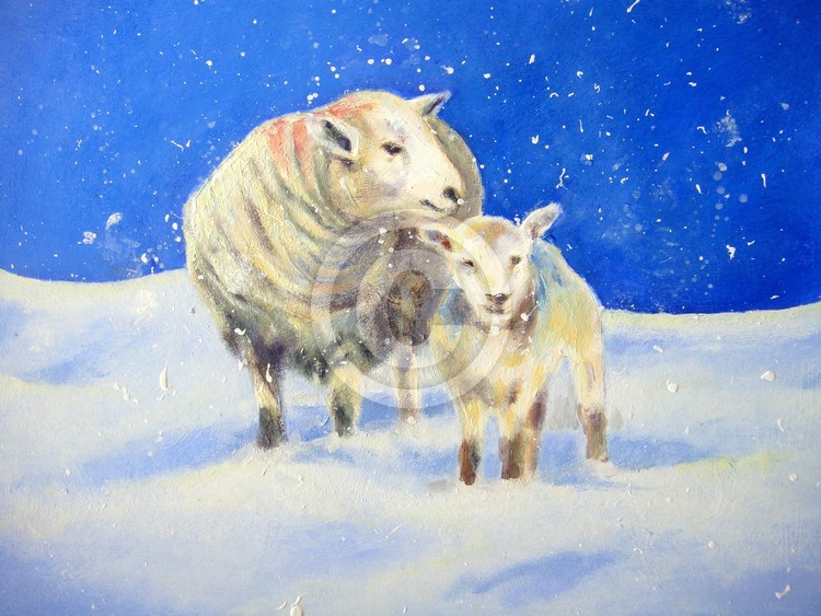 Mother and lamb