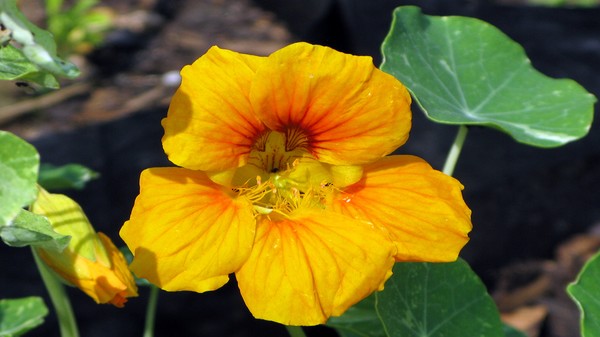 OrangeFlower001