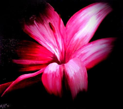 Pink Lilly