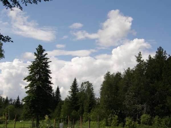 Black Spruce