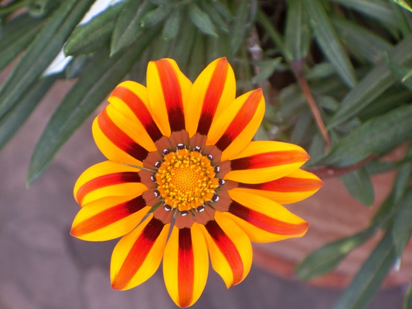 Flowers of Peru #2