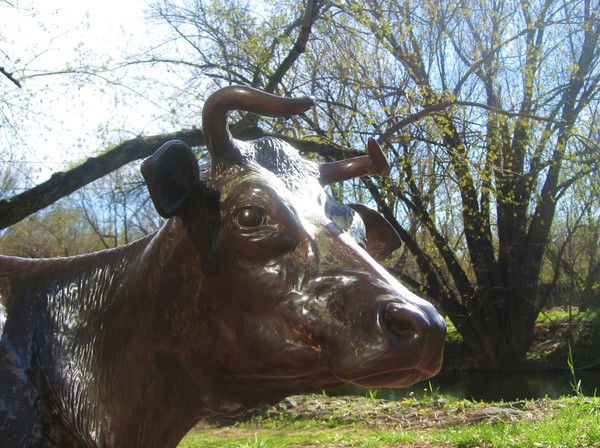 Cow One. OK, It's a Bull.