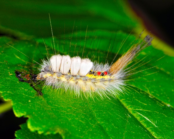 Furry Caterpillar