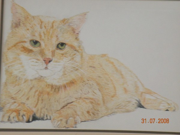 My Ginger Cat