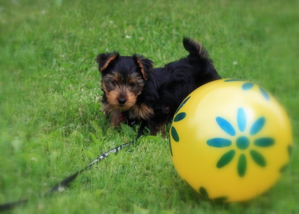 Life's a Ball !