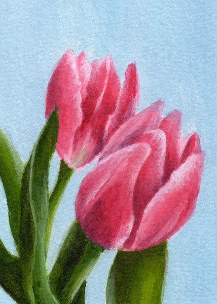 Spring Tulips