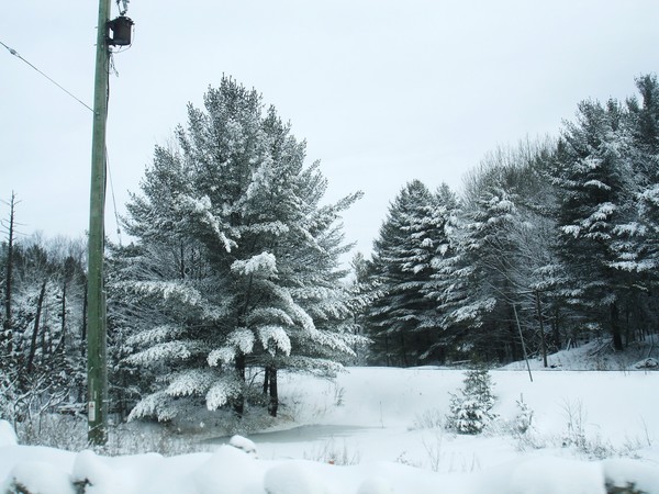 Winter Wonderland