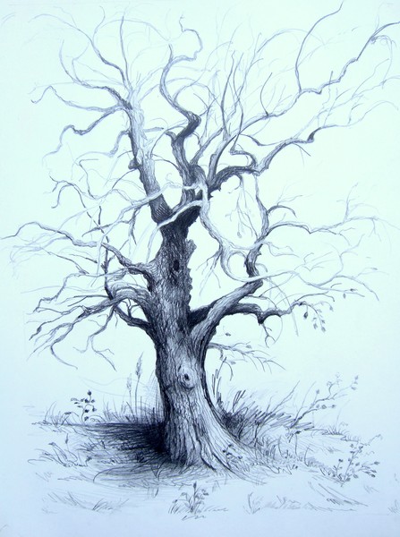 Old Apple Tree