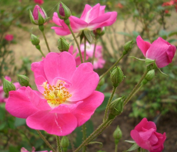 Button Roses