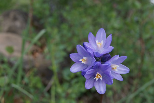 Wildflowers of the Tablerocks (series)
