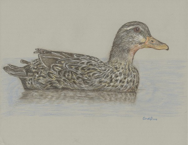 Drake Duck