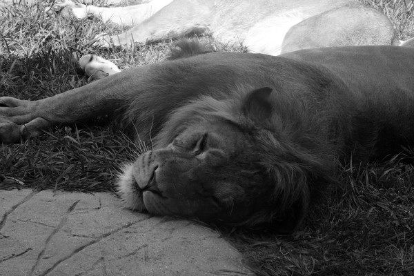 Sleeping Lion Black and White