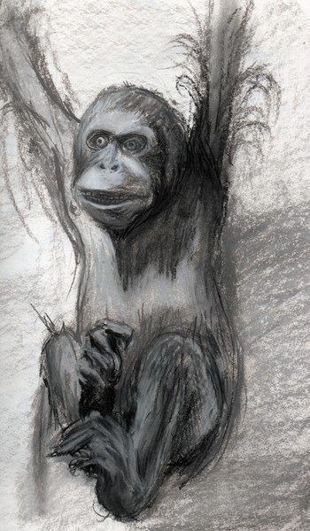 orangutan
