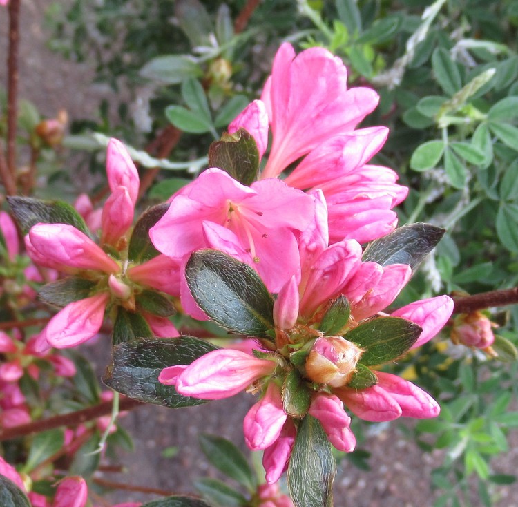 RHODODENDRON