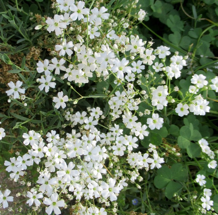 FRESH TINY WHITE FLOWERS