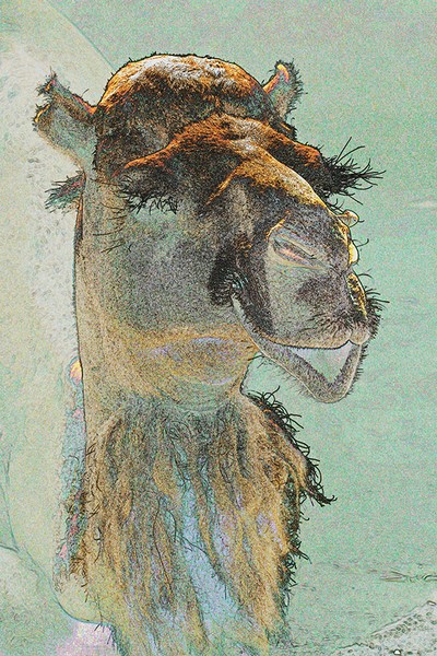 Camel