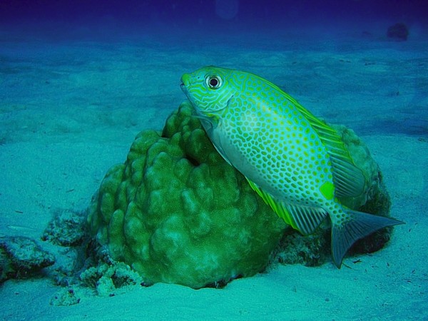 Rabbitfish