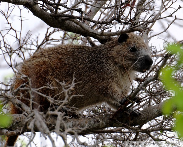 Cuban Hutia