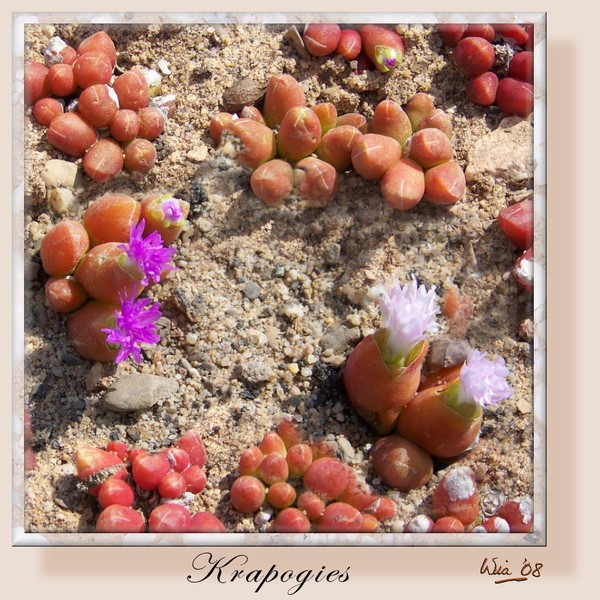 Krapogie blooms