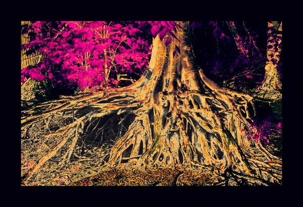 Psychtree