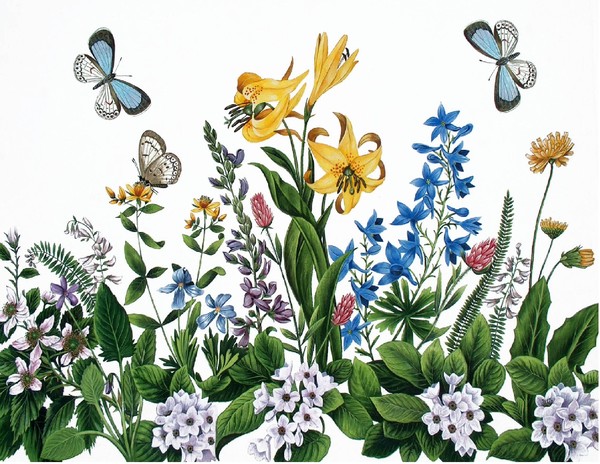 common blue butterfly in flower garden