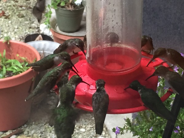 Hungry Hummers